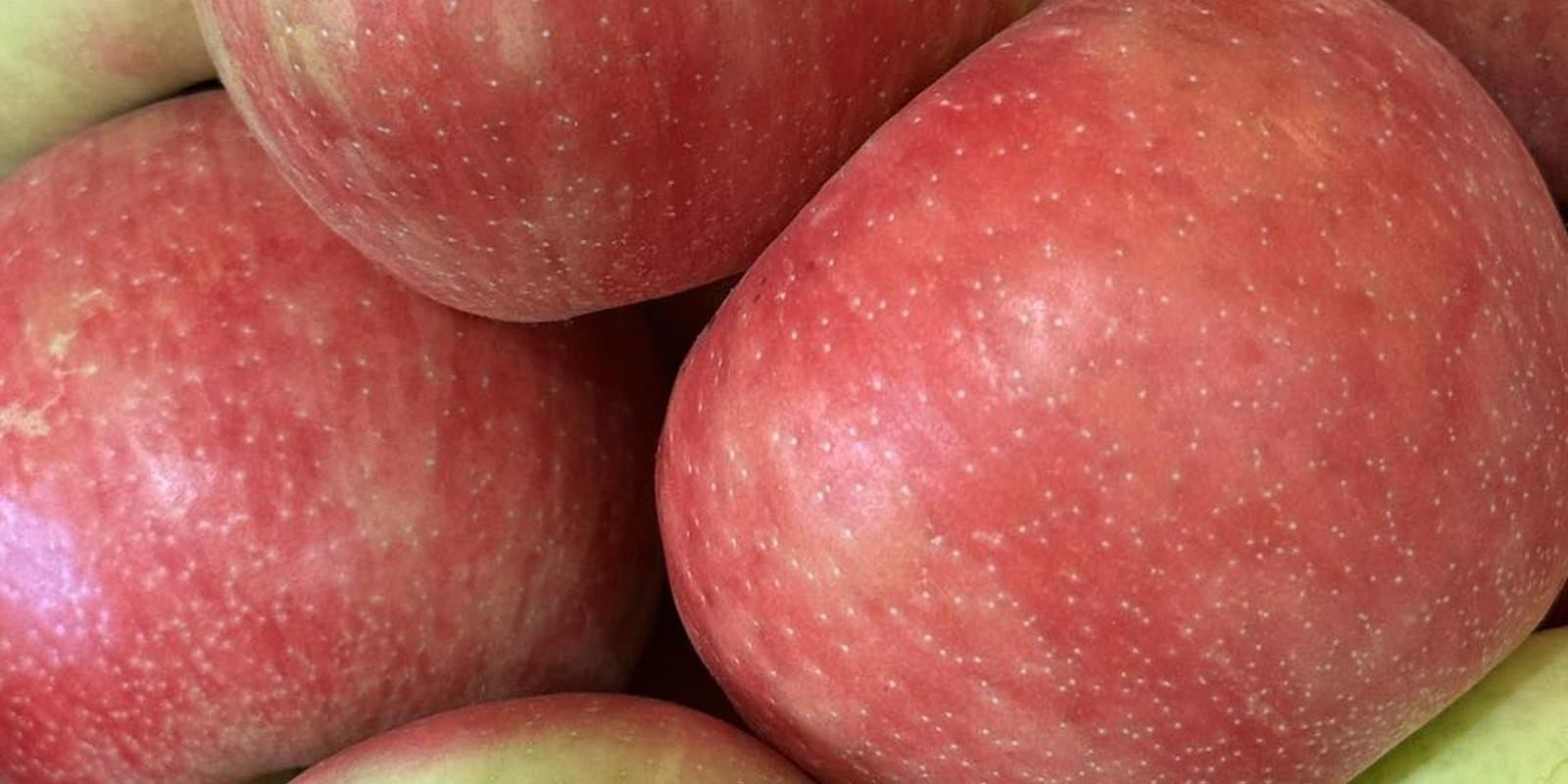 Adams Apple Orchard & Farm Market
