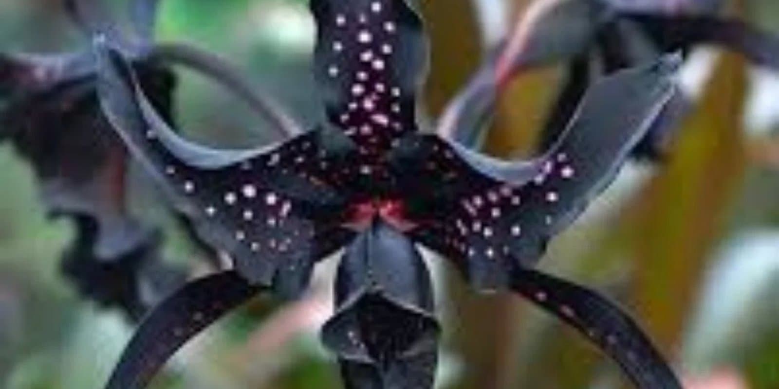 Black Orchid Coffee