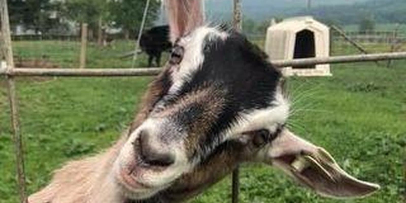 Boston Post Dairy, LLC
