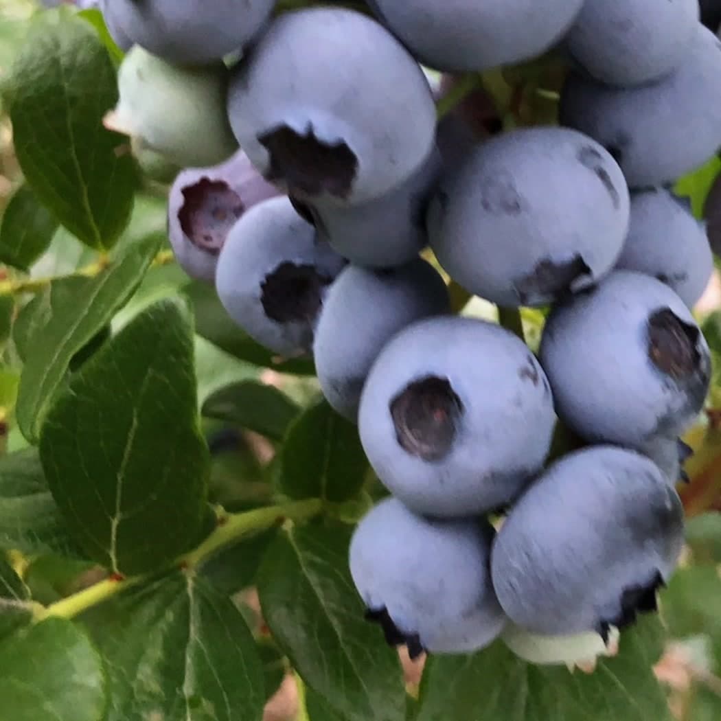 Bristol Village Blueberry Farm
