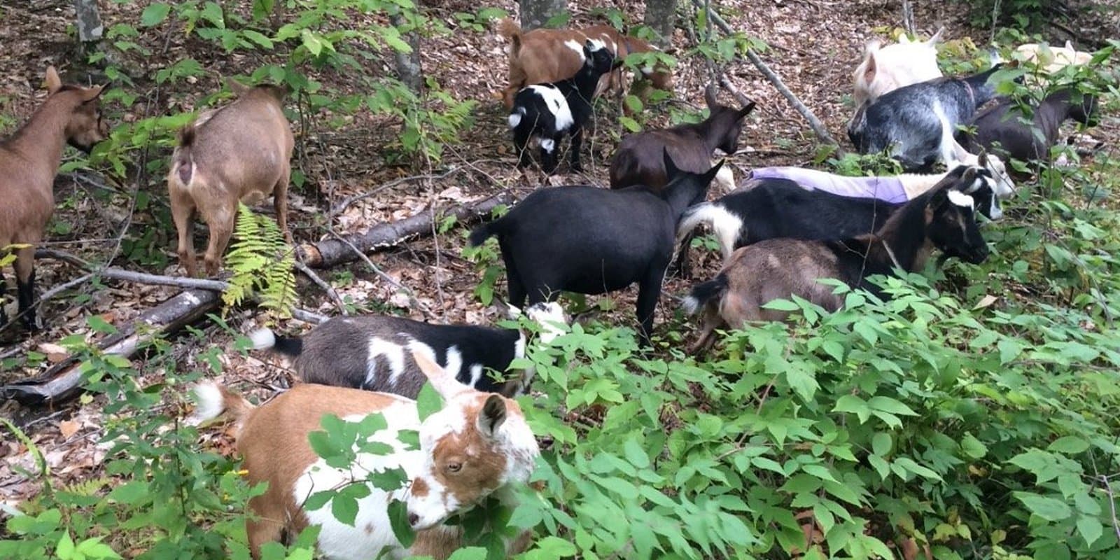 BusyB Goat Farm