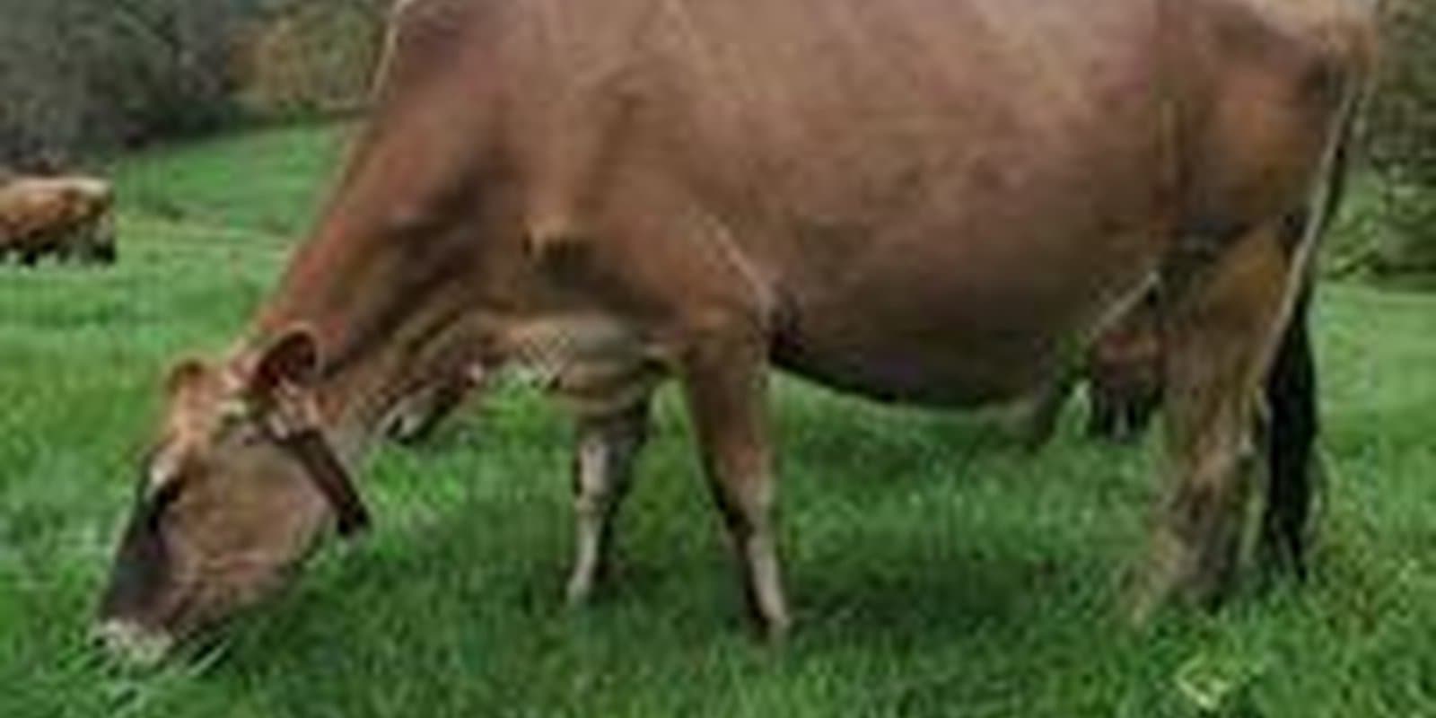 Cedar Mountain Farm