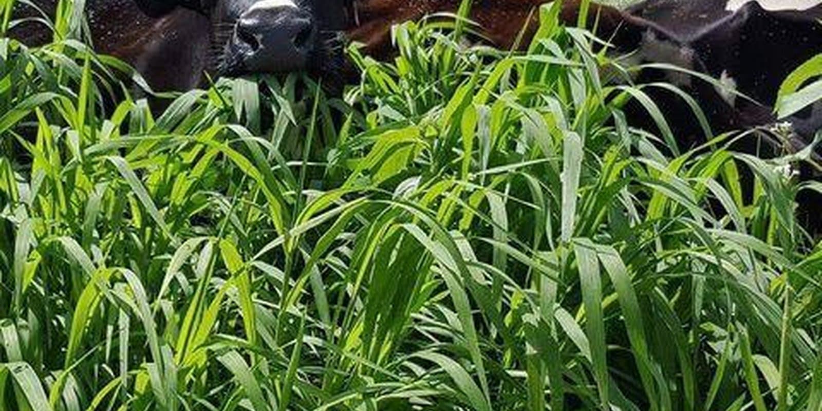 Choiniere Family Farm