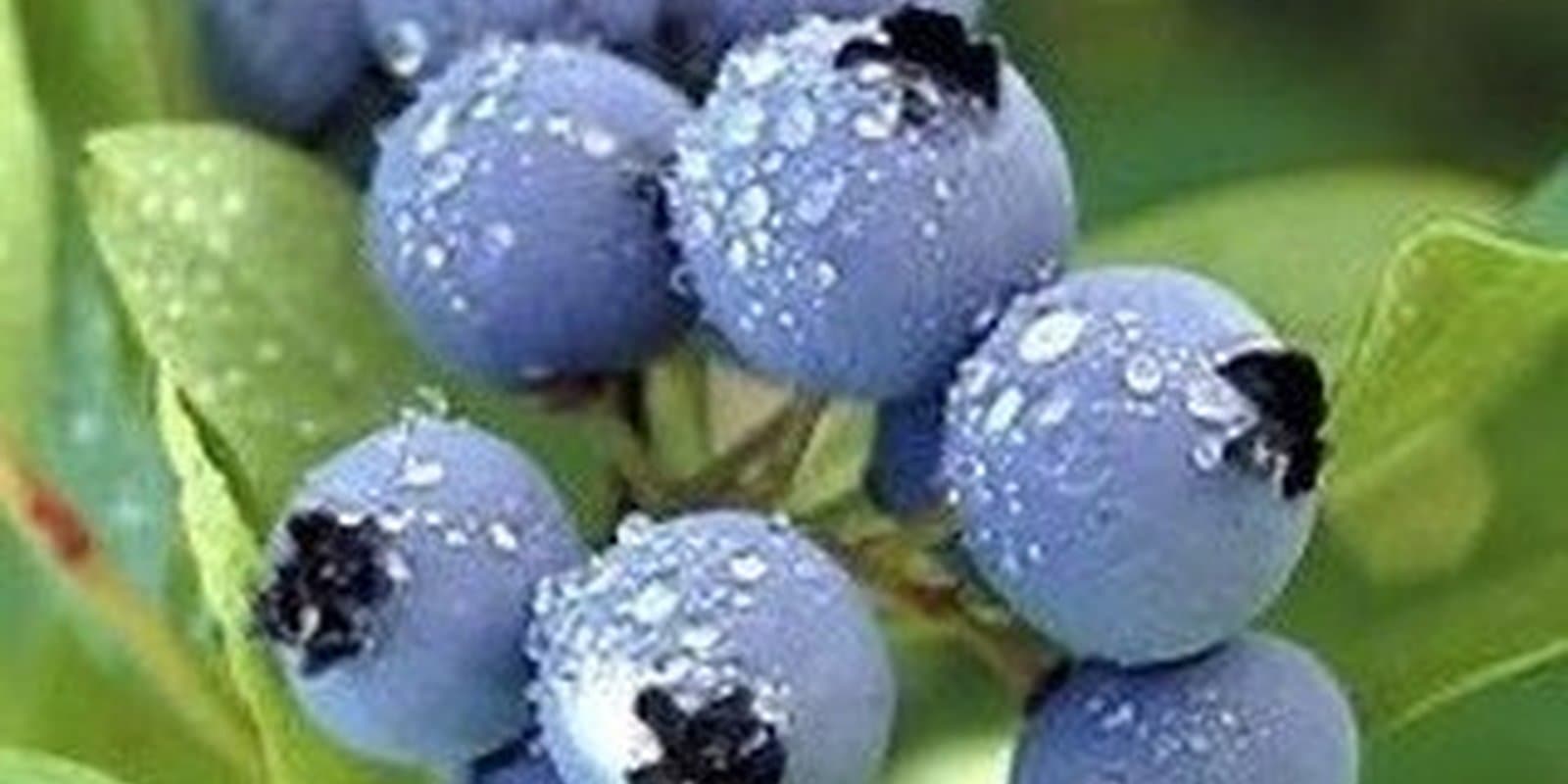 Covered Bridge Blueberry Farm