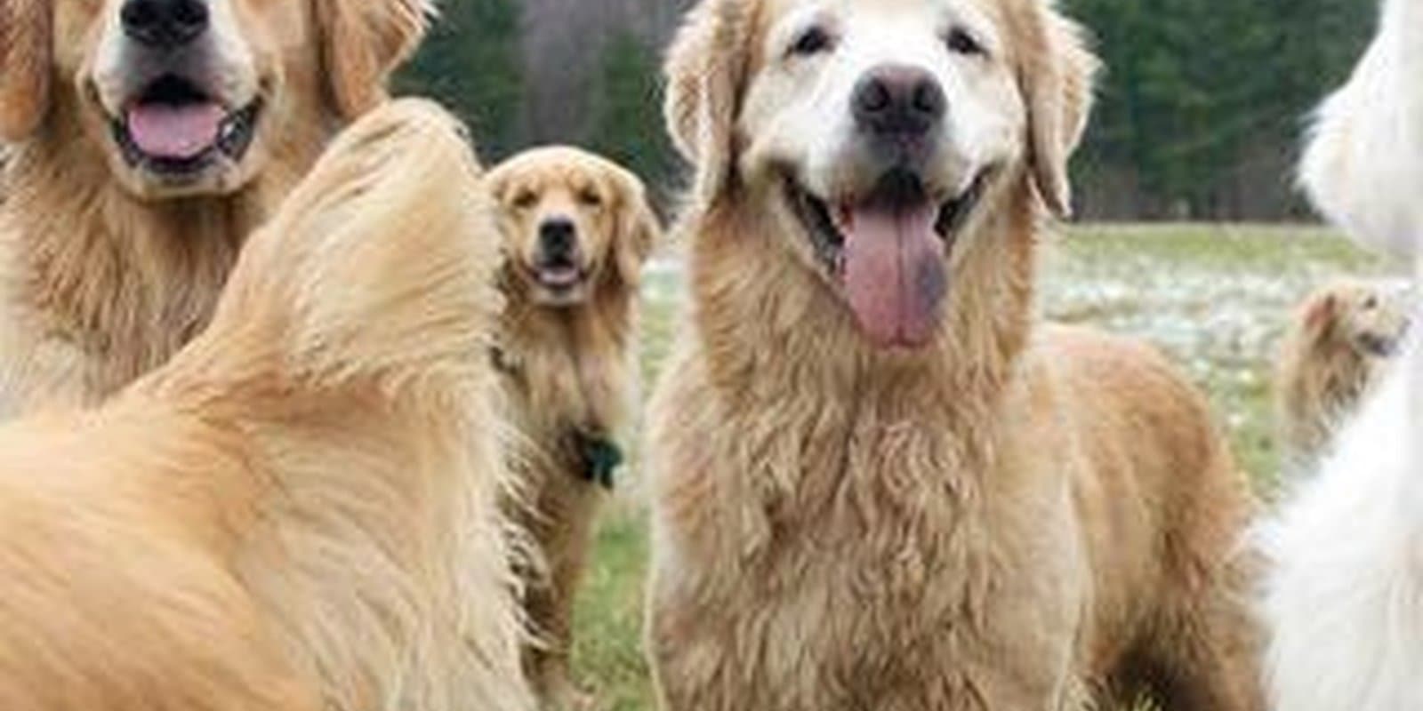 Golden Dog Farm