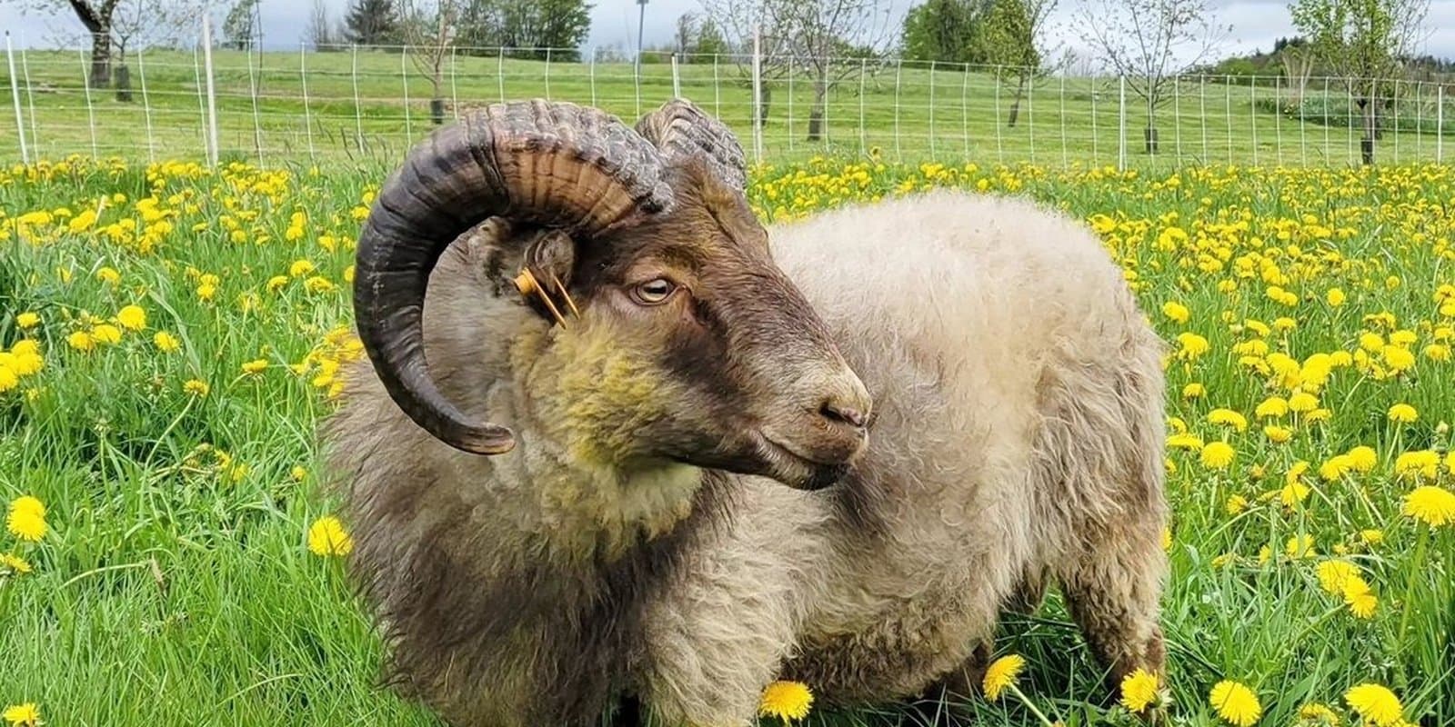 Greywether Farm