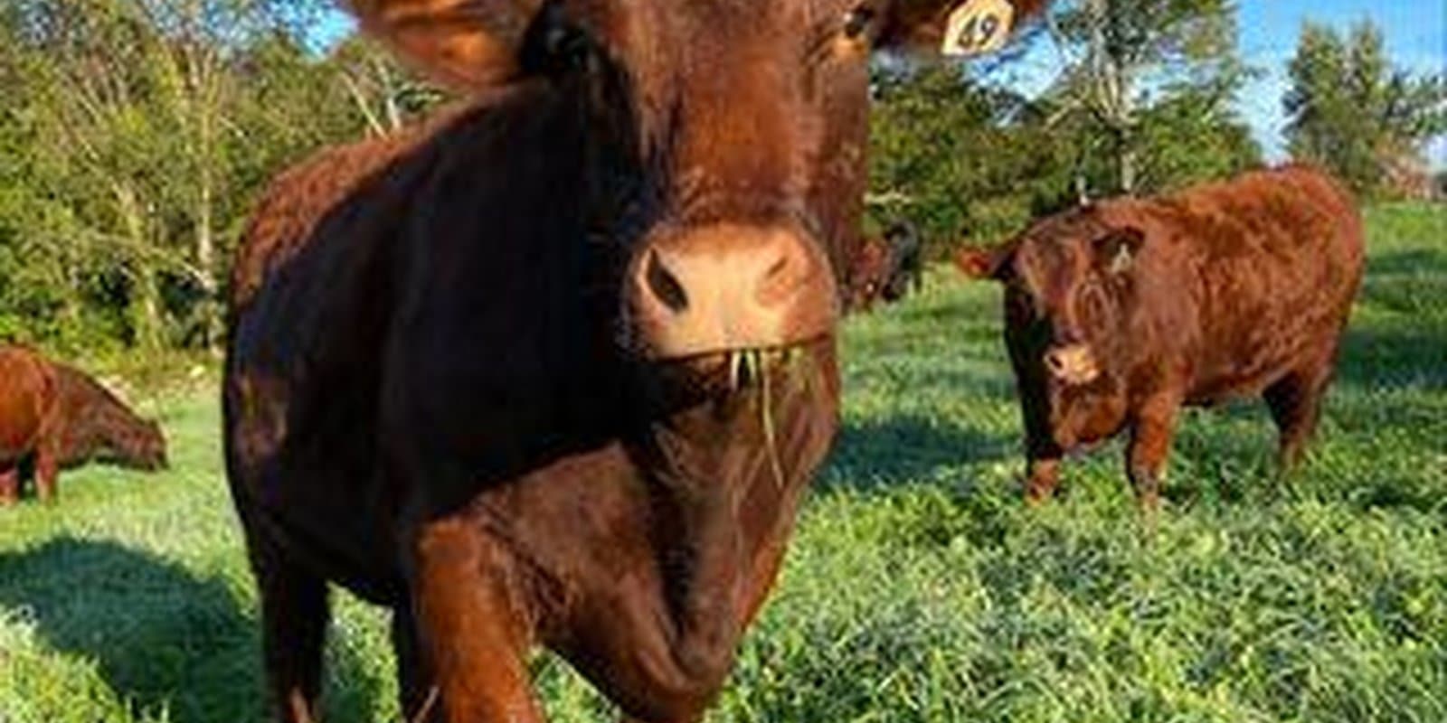 Hamilton Cattle Company