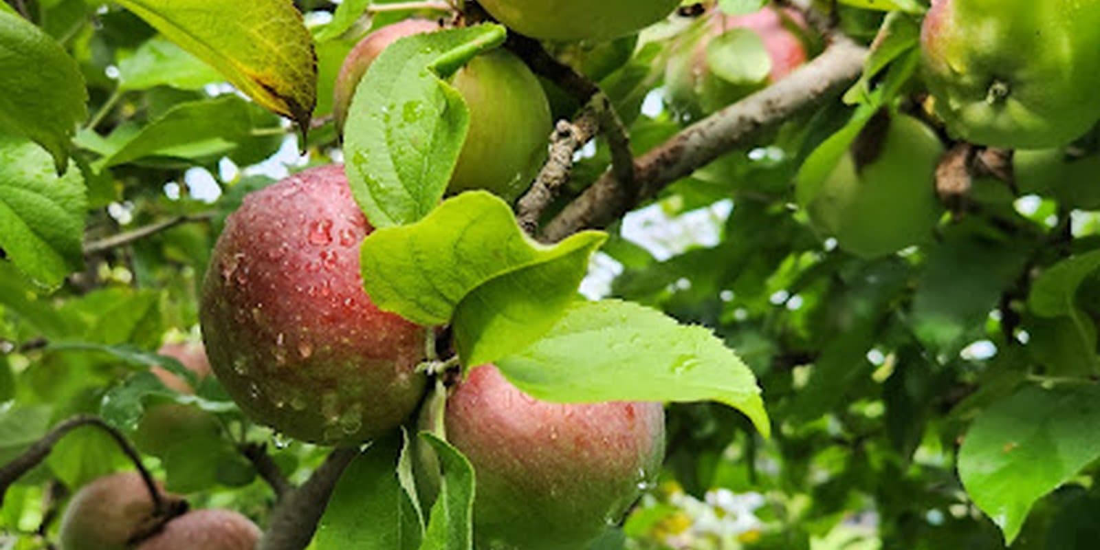 Hunger Mountain Orchard