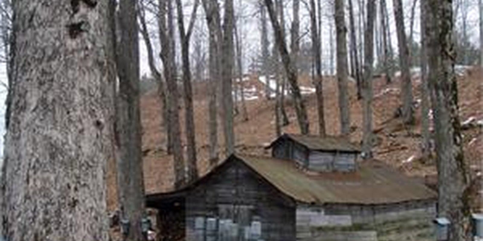 Maple Sugar & Vermont Spice