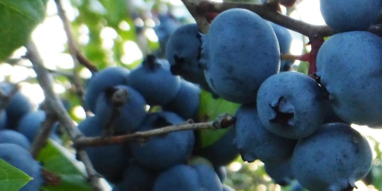 Newbury Blueberry