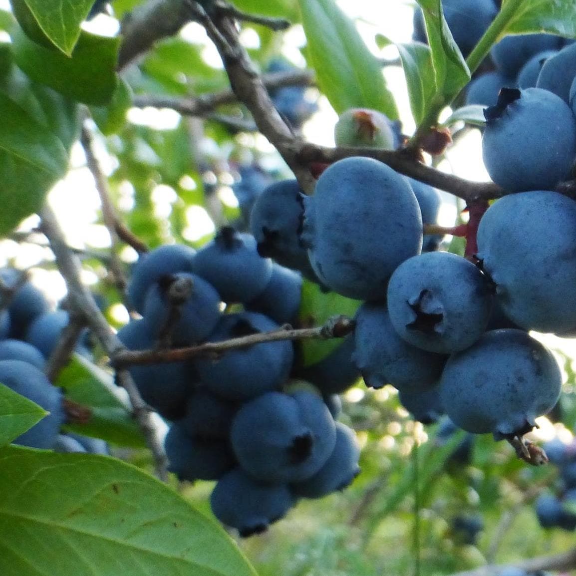 Newbury Blueberry
