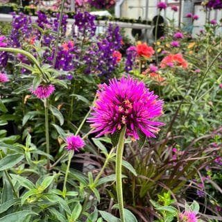 Reading Greenhouses & Farm Market
