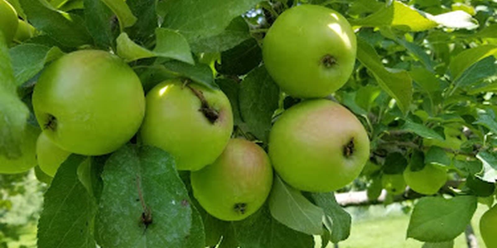 Rooty's Apple Orchard
