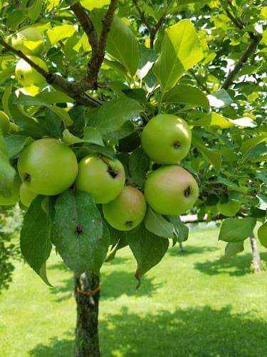 Rooty's Apple Orchard