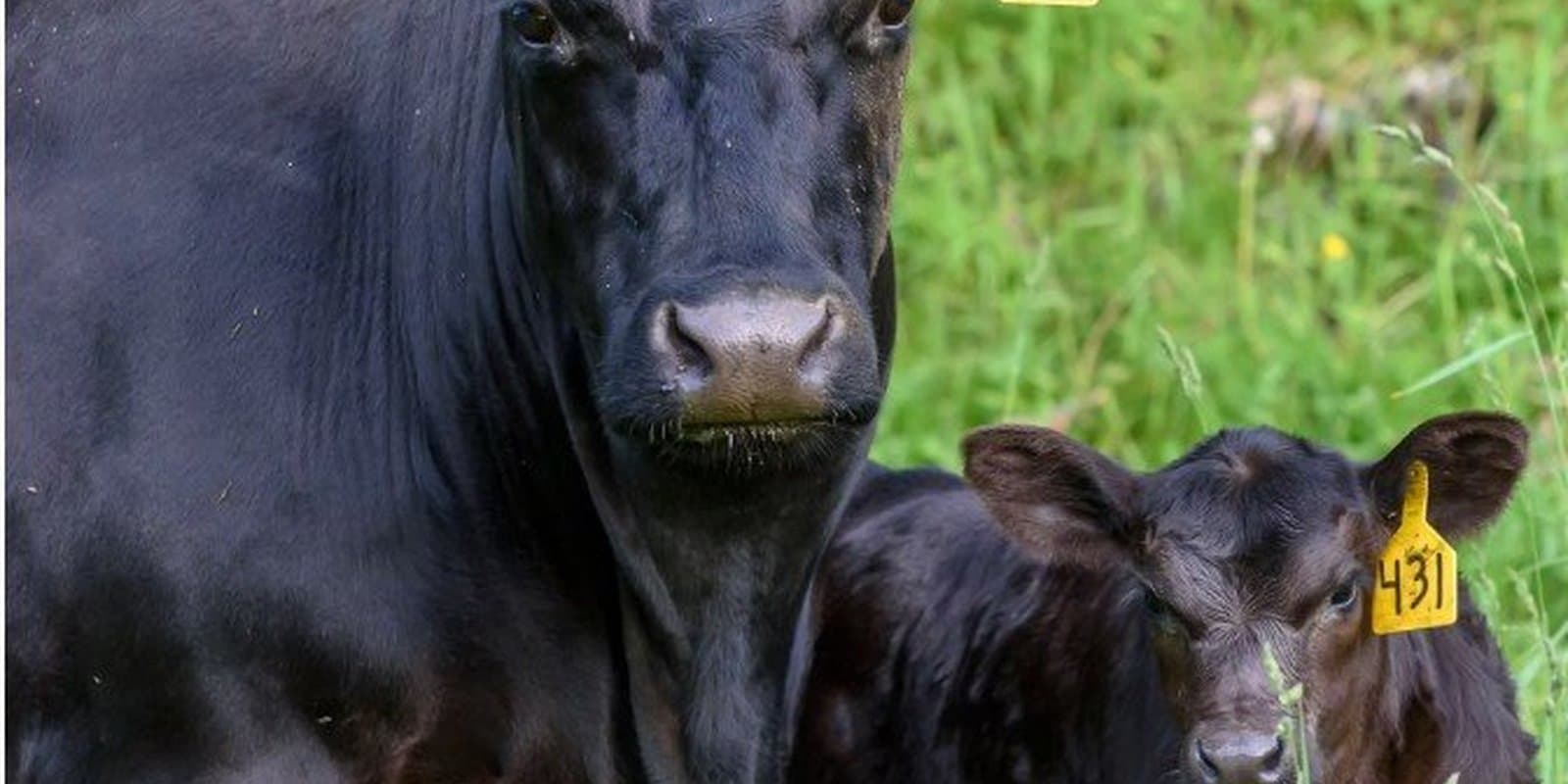 Sawmill Brook Farm