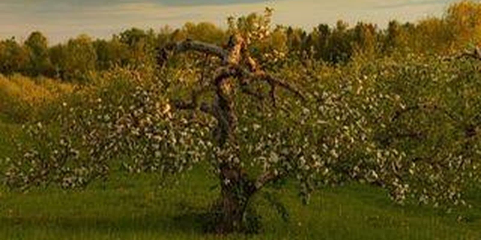 Shelburne Orchards
