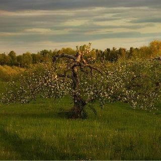 Shelburne Orchards