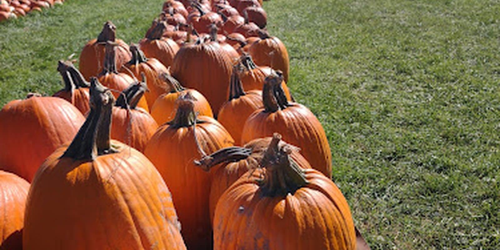 Whitcomb's Land of Pumpkins and Corn Maze