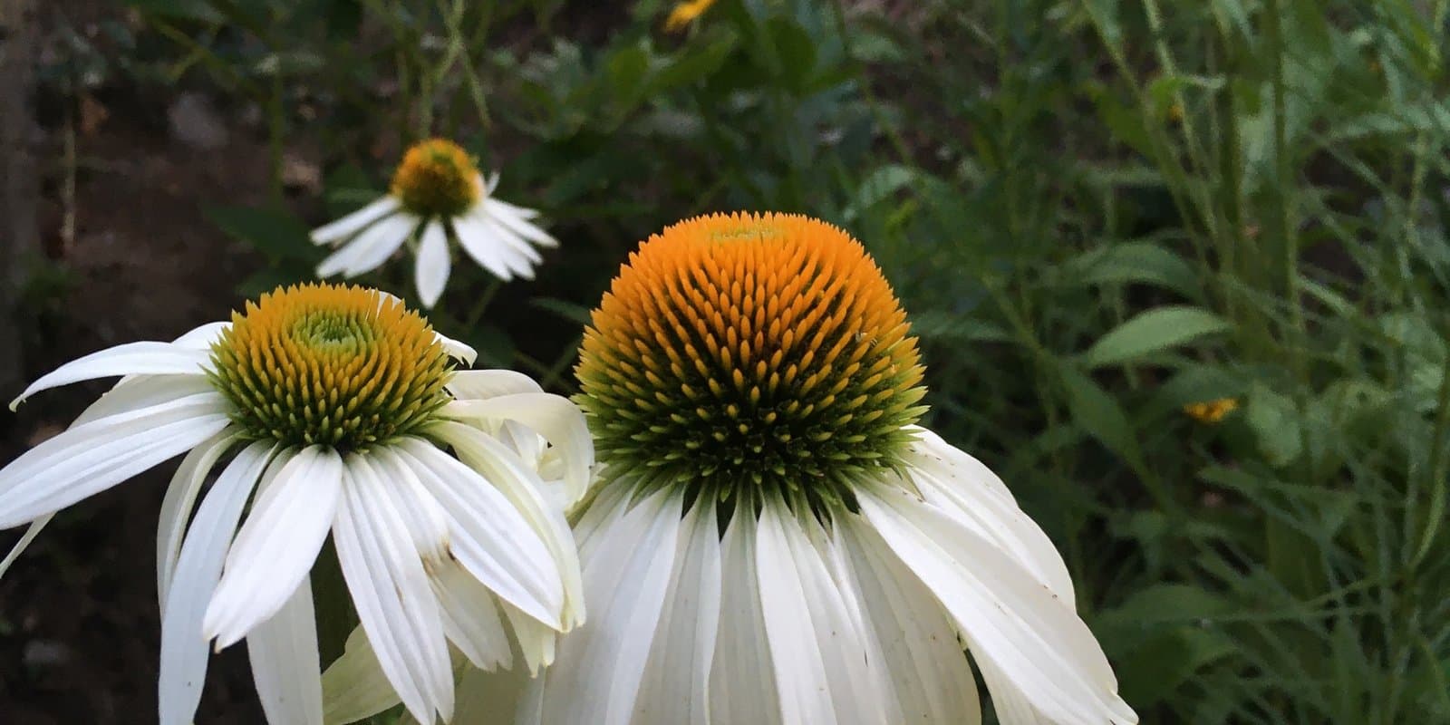 Woods Edge Gardening